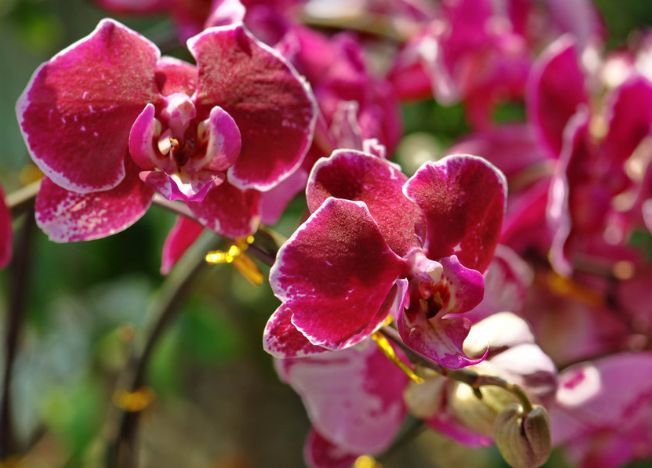 喜欢菊花,不如养盆“开花机器”,颜色丰富,生命力强