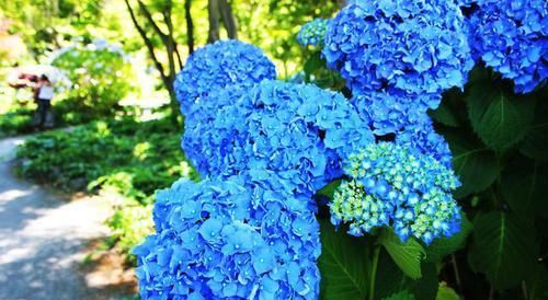  花卉|会变色的花卉，今年开绿花，明年开红花，花期长达三个月，很好养