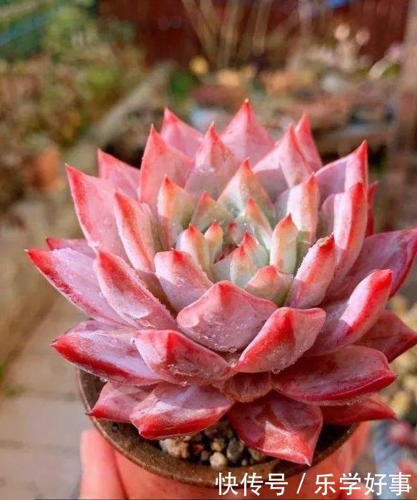 最萌不过粉色，这10款粉色系多肉，各有各的美，哪种能“粉”到你