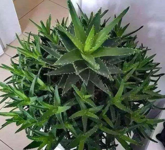 懒人最适合养“4种花”,枝叶茂盛,四季开花,阳台变“花海”!