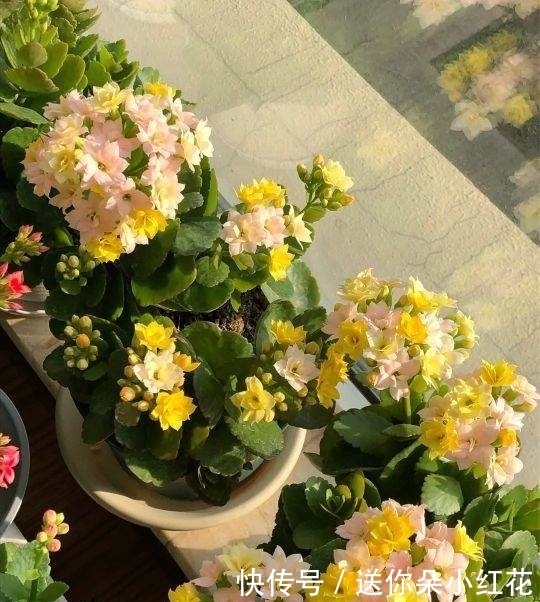  冬天如何使用“磷酸二氢钾”给长寿花促花？