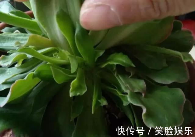 长寿花|这花像长寿花一样好养,全年不间断的开花,太美了