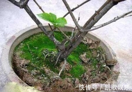 养花浇水，4个错别犯，不然养啥花都黄叶、烂根，学会一生受用