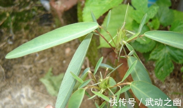 含羞草|这野草有魔力，人们见到就唱歌，俗称“求偶草”，大家认识吗？