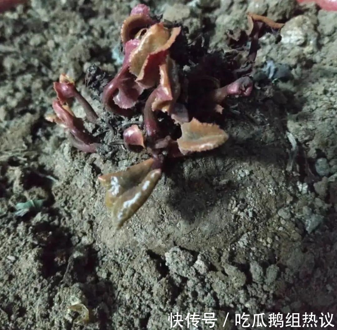 种花|9种花，夏天休眠了，一定少浇水，否则越浇越死