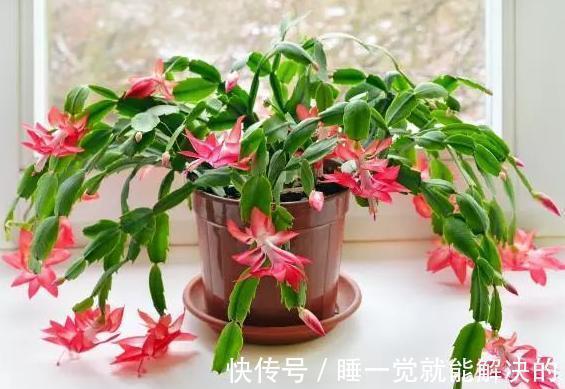 蟹爪兰只长了几个花苞,该怎么养爆盆调整4点,呼啦啦开不停