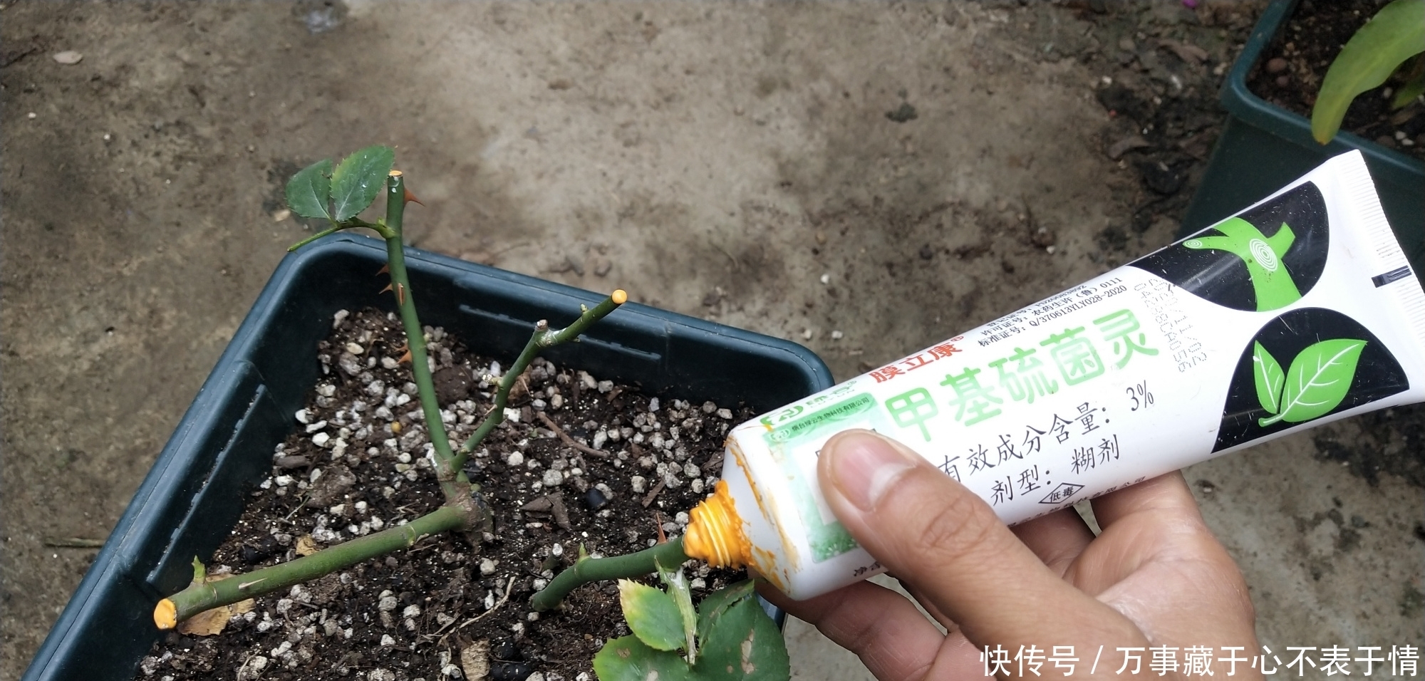 给月季修剪,严格按照四步走,尤其是第三点不能漏