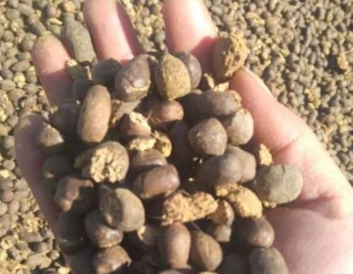 三角梅最好养,只需每月倒点“它”,还“剪几刀”,轻松开爆盆!