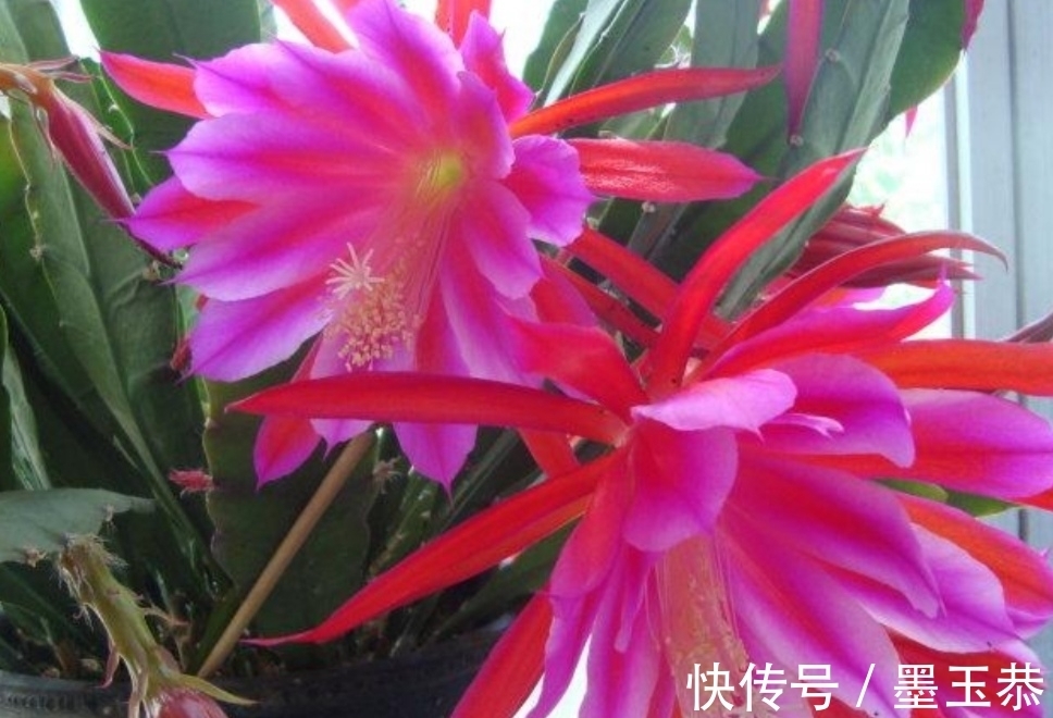 支撑架|1种仙人掌花,好养又漂亮,开花有碗口大