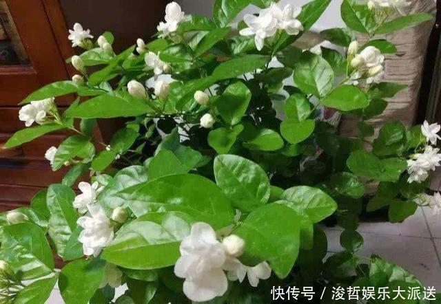 芳香|养茉莉花,盆里放几粒“小东西”,花儿怒放、芳香,一年开花不断