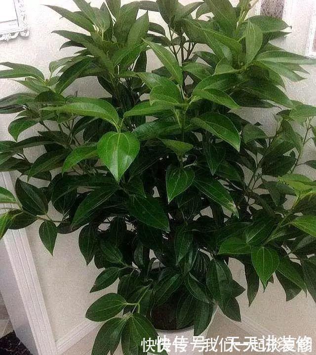 有“讲究”的人都喜欢这“3种树”,叶多枝壮,摆在家中纳福养人