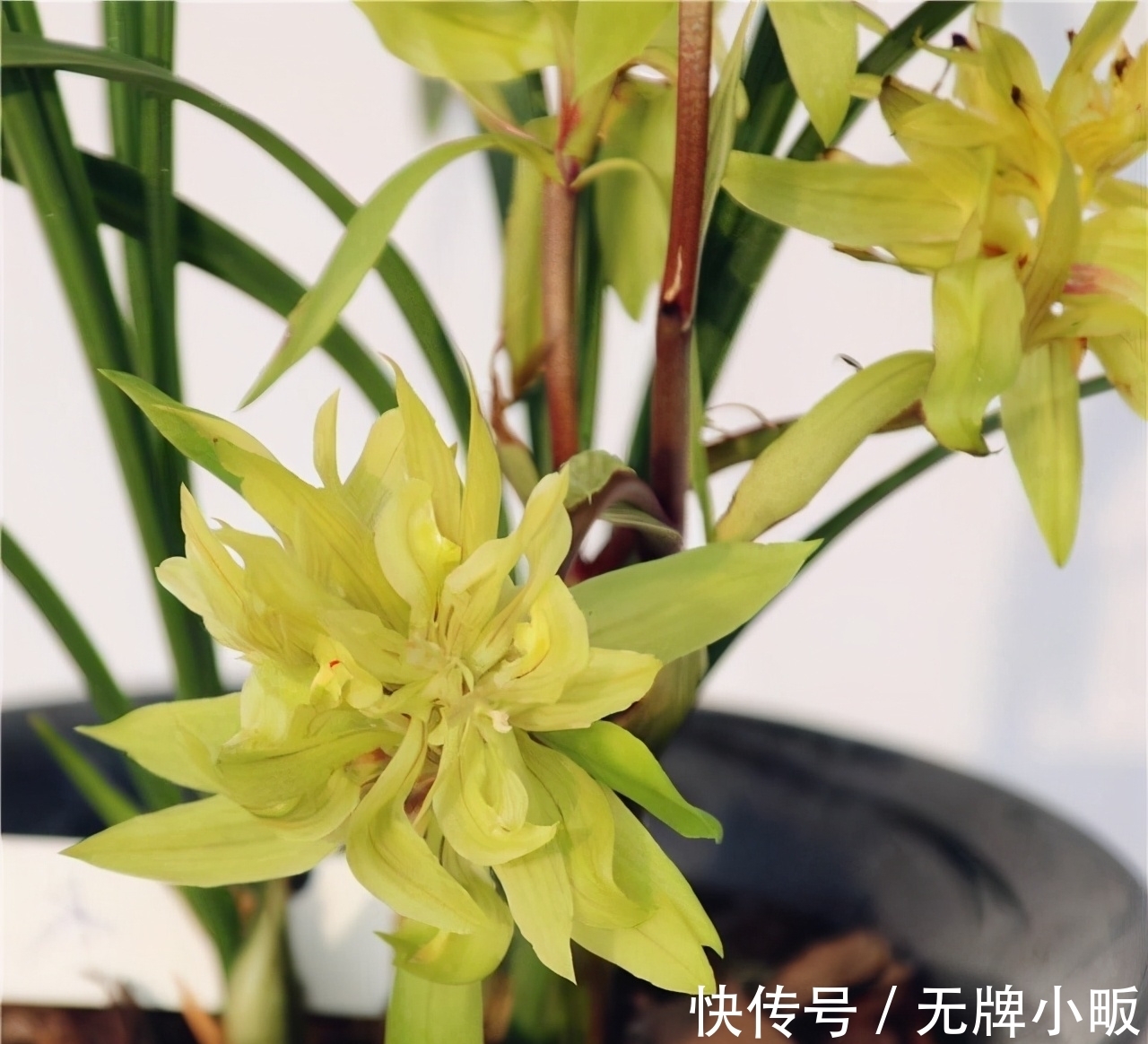 此兰花是“十大奇花”之首,花型奇特,曾千金一苗,现物美价廉