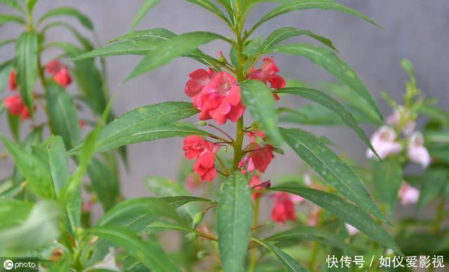 这种花是天然“染发剂”,阳台种几盆,白发去无踪