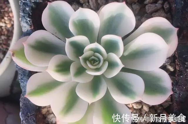 花友|养花很容易上瘾，一个“中毒太深”的花友自述，看完你还敢养花吗