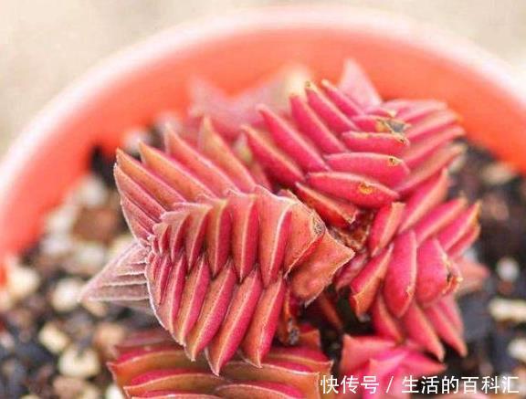 看完这些小巧可爱的多肉,够你养一阳台了,半年就能长爆盆