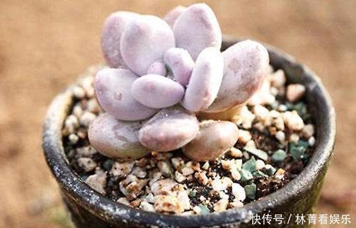 多肉|多肉到底多好扦插掉下来的叶片埋土里,自己又长一盆