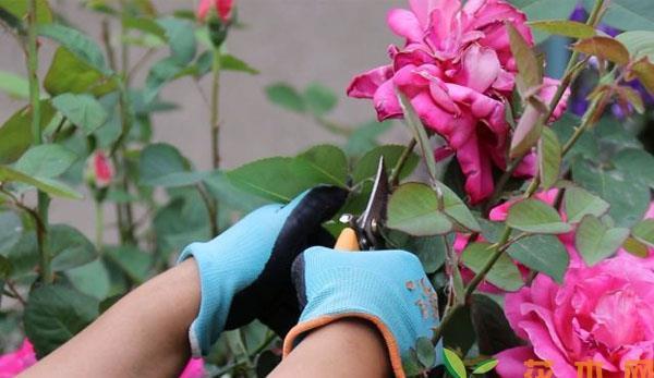 月季|五月修剪月季花,3个技巧掌握好,下一茬开花更劲爆