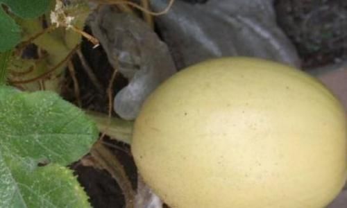 人称|常被错认是香瓜,其实营养价值更高,成熟后果肉成丝,人称粉丝瓜