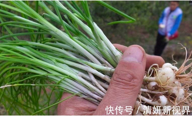 像葱不是葱,像蒜不是蒜,农村人到季节就去挖,城里人却吃不到