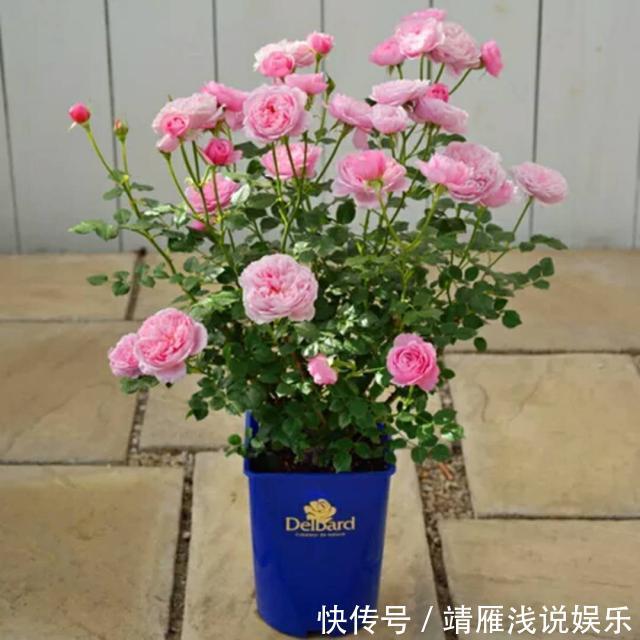 月季花|客厅养上3种花,做好这几点,不久变成“大花房”,芳香更宜人