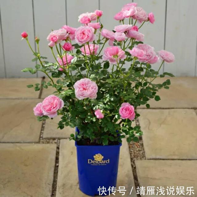 月季花|客厅养上3种花，做好这几点，不久变成“大花房”，芳香更宜人