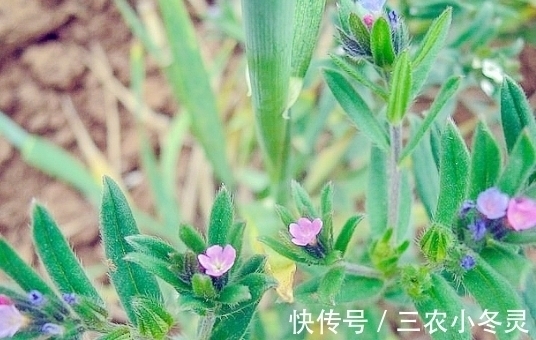 麦家|麦地里“灰蒙蒙”的野草，如今是优良的饲料，种子的价值更高