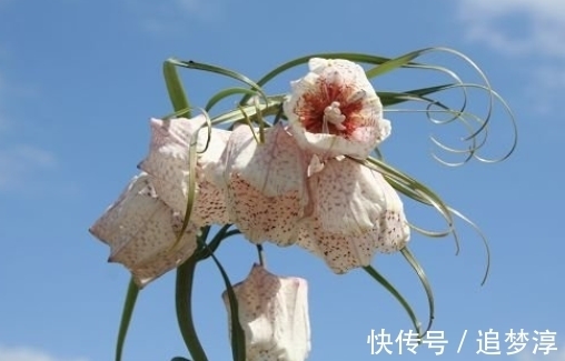 此花宛如床头的小台灯,灿烂夺目外形奇特,是极致绚烂的忍耐之花