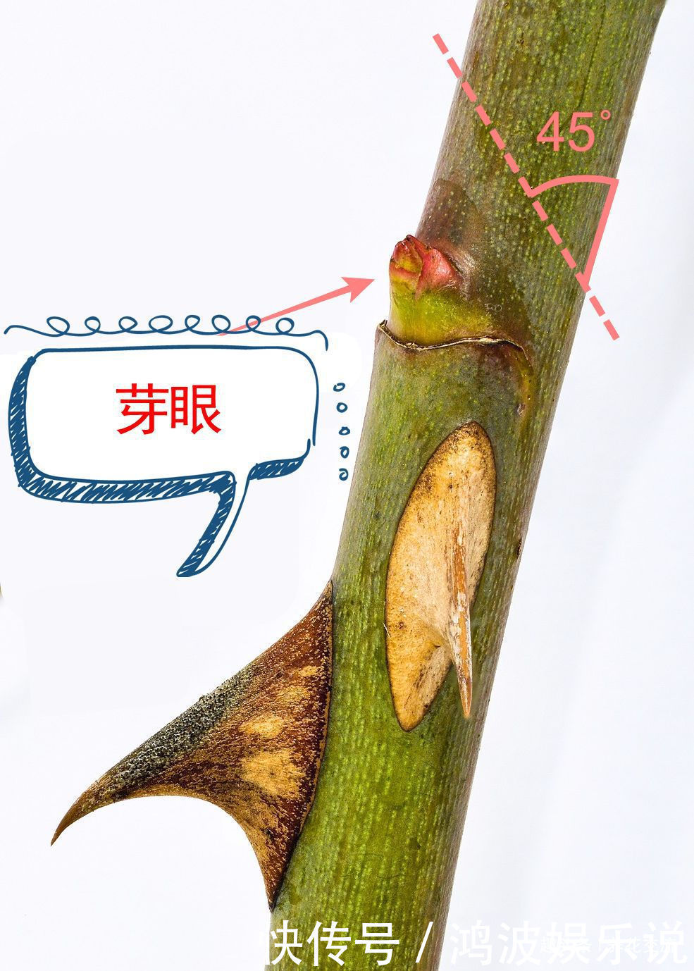 白粉病|每年剪几次,喷点药,月季可保持经常开花,不怕黄叶和感染病虫害