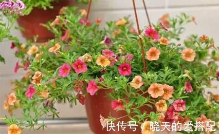 漂亮养眼的8种吊篮植物，绿萝，吊兰都弱爆了