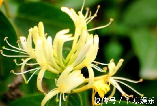 木槿|院子就养这5款植物,耐寒耐阴,一年四季开花不停,花朵烂漫,美