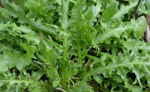 并非所有野菜都是“天然药”，别吃第6个，来了解下原因