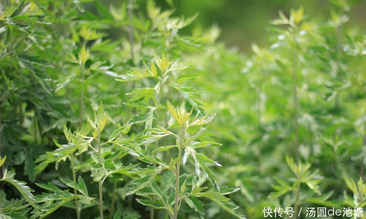 女人冬季养子宫,不妨常喝此汤,促进寒气排出,子宫更加温暖