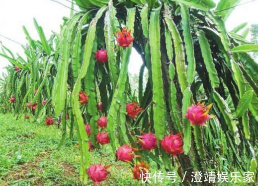 4种“果核”不要扔，埋土里，5天之后“惊喜”不断，观叶又收果！