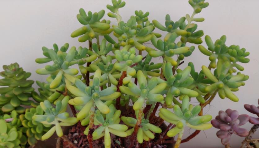 多肉乙女心|如何养殖出漂亮又独特的多肉乙女心?抓住3点就够了