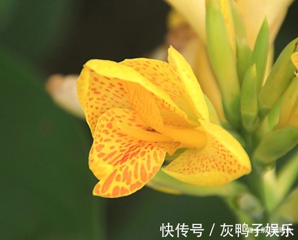 轻舞$此花叶似芭蕉花似蝴蝶,繁花似锦曼窕轻舞,寓意着美好的未来