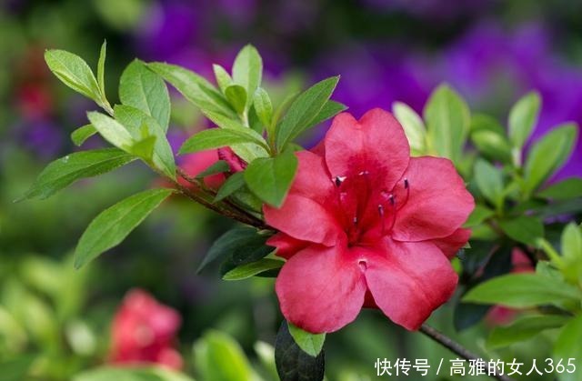 50种植物花语,不要再傻傻送错花了