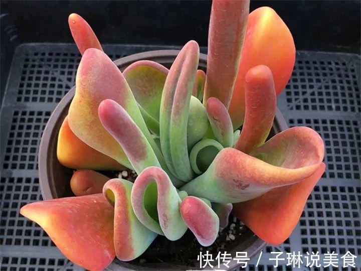 今年最火的奇葩多肉，价格这么贵，还有人抢着买！