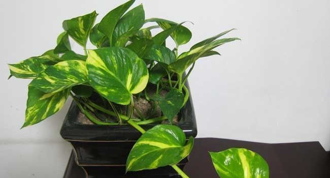 家里养4种“观叶花”,浇水越“勤”,长得“越漂亮”,你养了吗