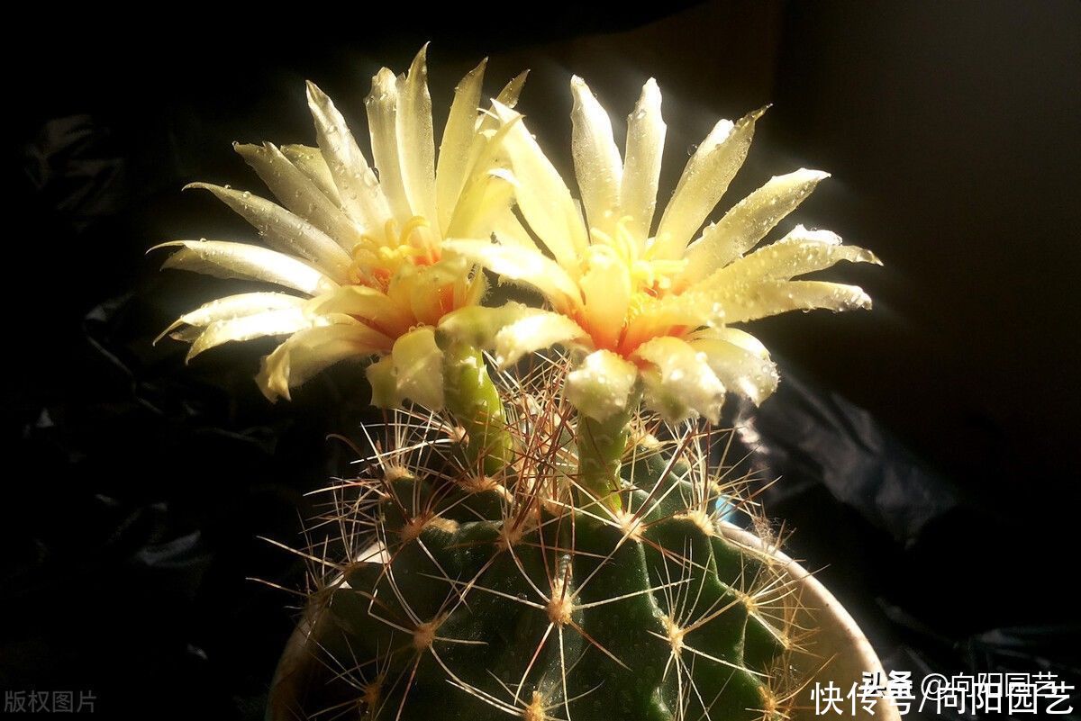 老家院子的仙人球，1年没浇水，活得好好的，花盆都长满了