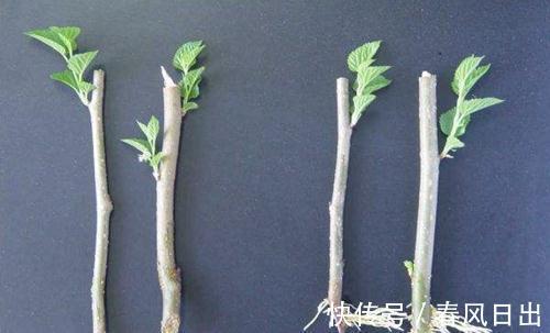 扦插的枝条没木质化,这种枝条能成活吗,扦插宜取哪一部位的枝条