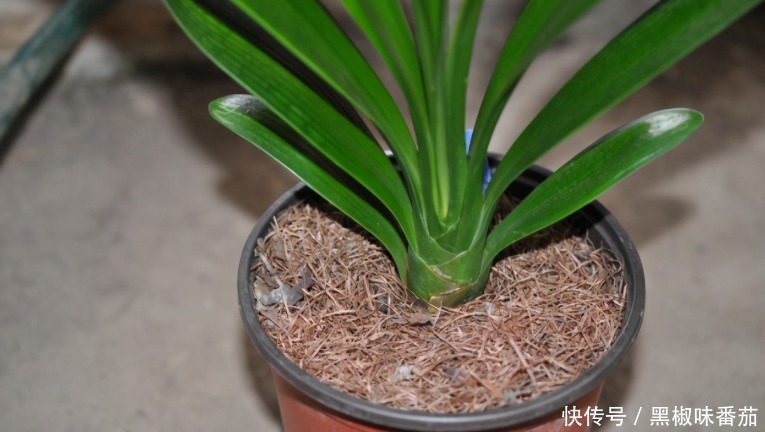 花土|老花匠劝告新人:养花不想出问题就用松针土,用发酵后的它