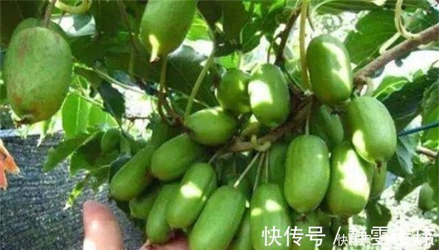 盆花|少养两盆花，院子也要种这种果树，沾土就活，甜味不输橙子