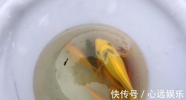 罗非鱼|这鱼在漠阳江快泛滥了,钓鱼人:到处都是,所幸还好吃