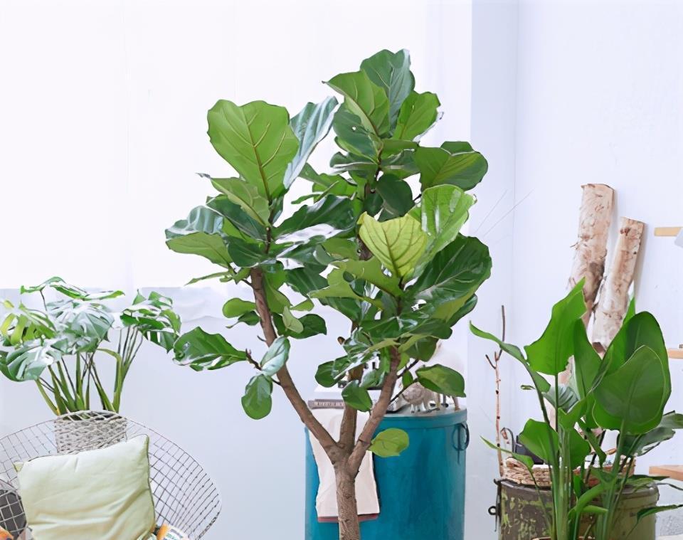 1种花,耐阴好打理,从春天开到秋天,光线不足也开花