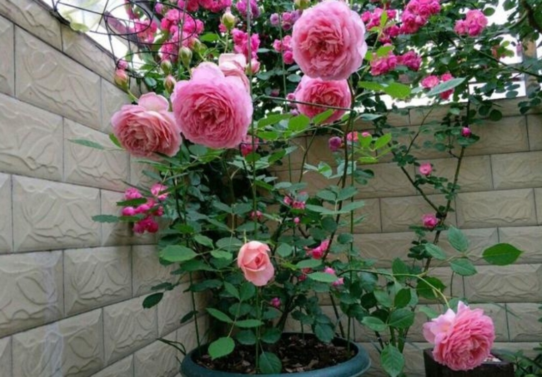 高压|月季别再扦插了,用另1种方法繁殖,更容易成活