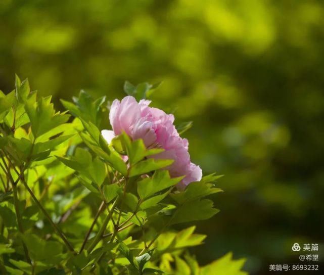 洛阳国花园，牡丹花开的时候