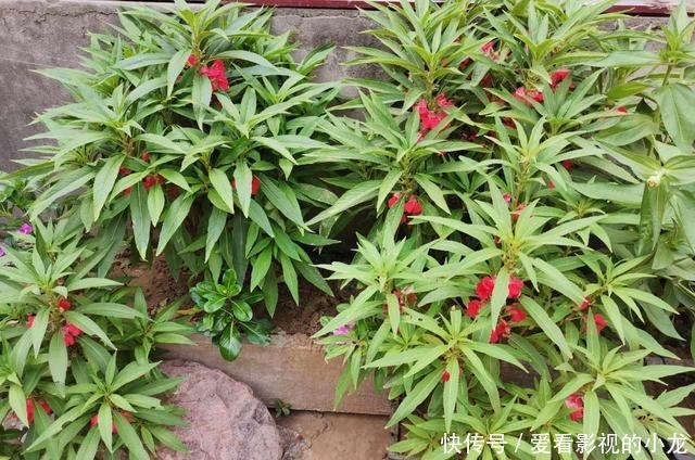  母亲的小院月季怒放，凤仙盛开！