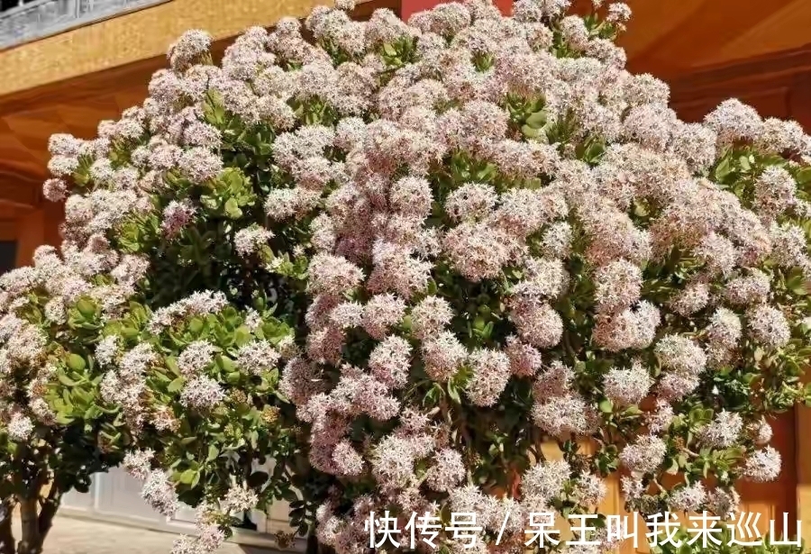 隔壁王大爷家养了18年的玉树又开花了!他说:要想玉树开花并不难
