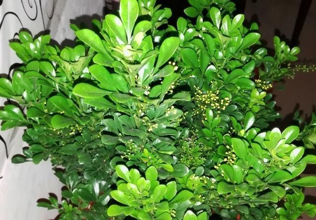 不错|米兰盛开时花香淡雅,叶子四季青翠,养护简单好打理