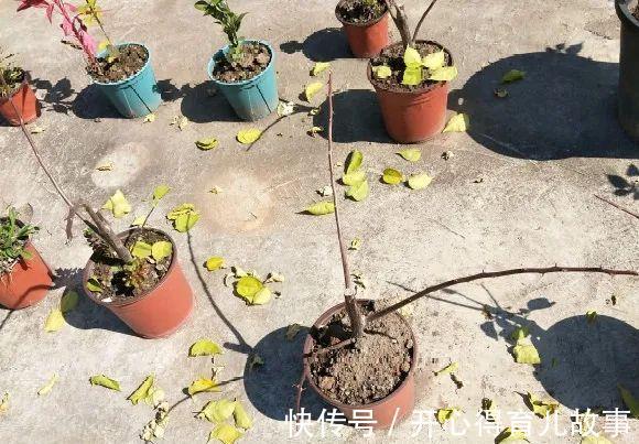 10种花,一降温就黄叶,赶紧换个地方养